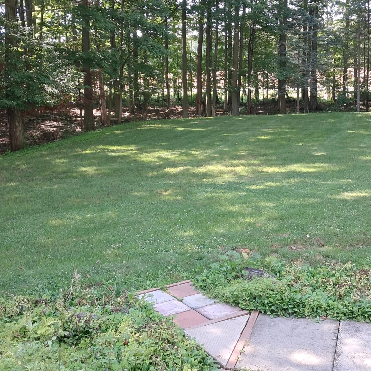 Sunday Liquid Weed & Feed, Kills Dandelion & Crabgrass, 5,000 Sq Ft | 2-Part Kit: 22-0-2 Liquid Fertilizer & Iron-Based Weed Killer. Kills Clover & Chickweed; Hose-End Sprayers Included. customer photo 1