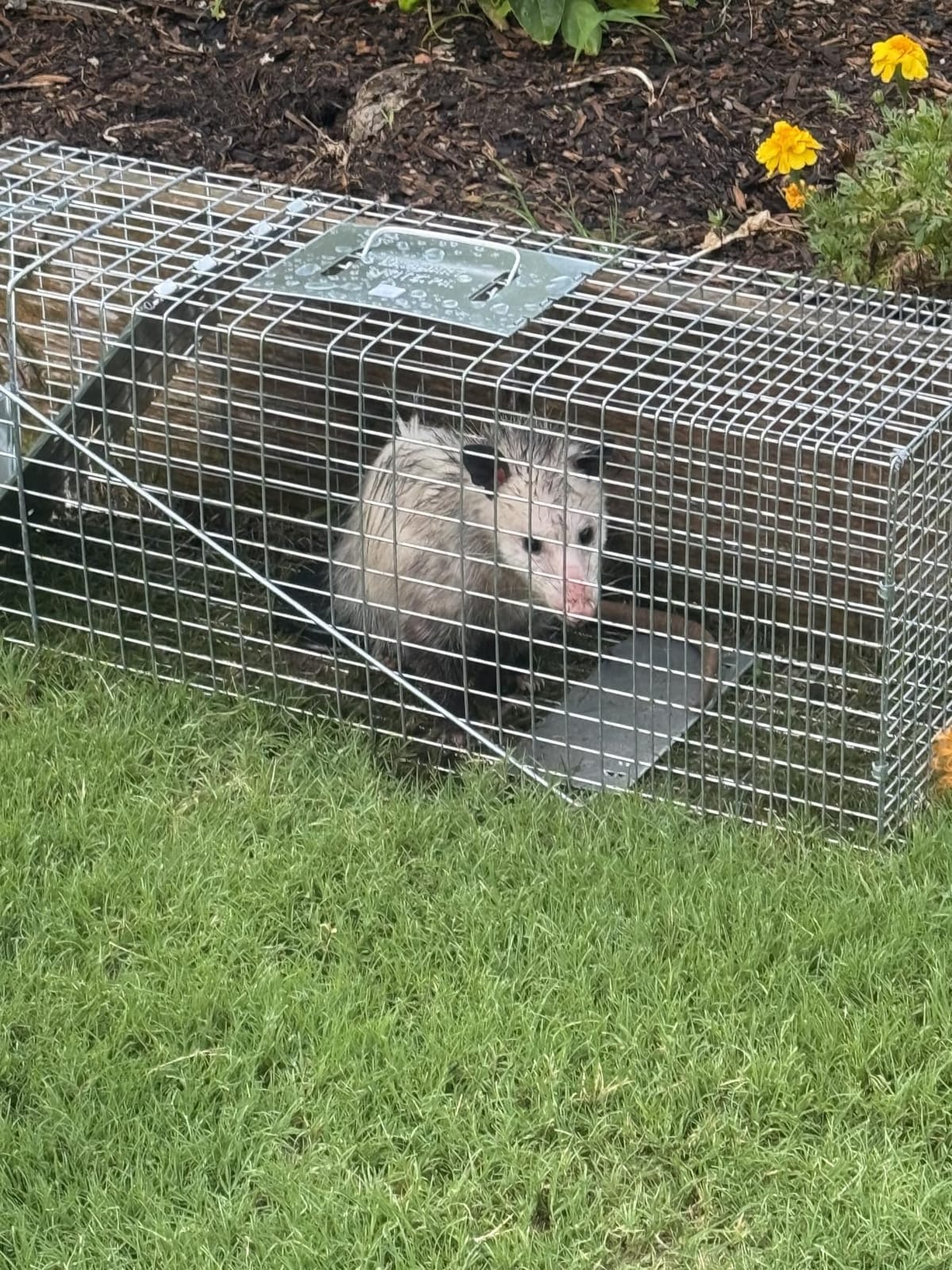 Havahart Large 1-Door Live Animal Trap for Raccoons, Cats, Bobcats, Beavers | Heavy Duty Humane Catch and Release Cage Trap for Outdoor Pest Control, 1079SR customer photo 1