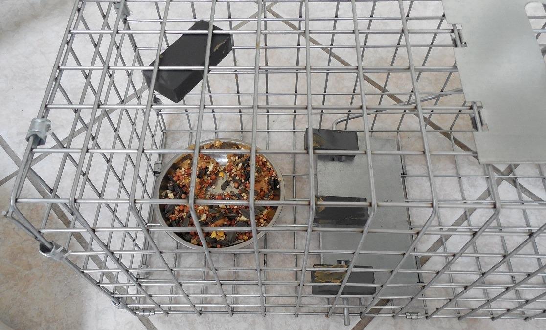 Havahart Medium 1-Door Live Animal Trap, Galvanized Steel Cage | Humane Catch and Release for Rabbit, Skunk, Mink, and Squirrel, Spring-Loaded Door, 1078SR customer photo 1