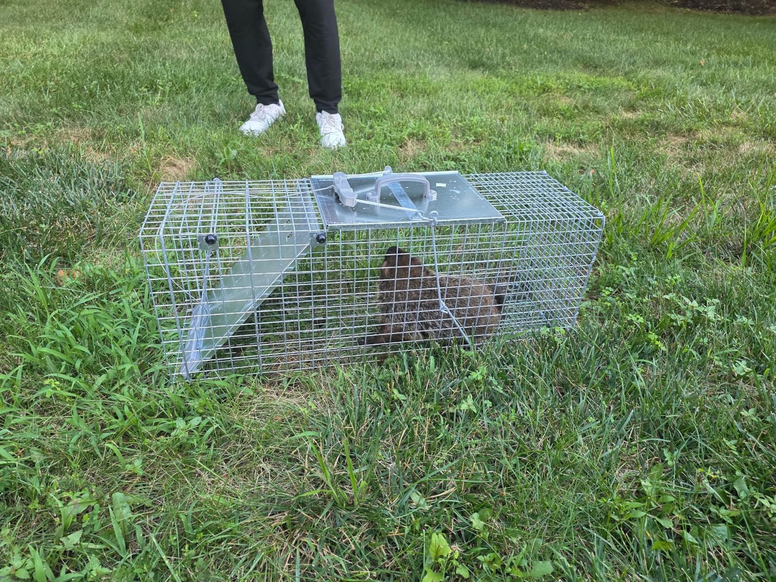 Havahart 1085 Large 1-Door Easy Set Humane Live Animal Trap for Armadillos, Cats, Groundhogs, Muskrats, Opossums, Raccoons, Skunks - Havahart Live Animal Cage Trap customer photo 1