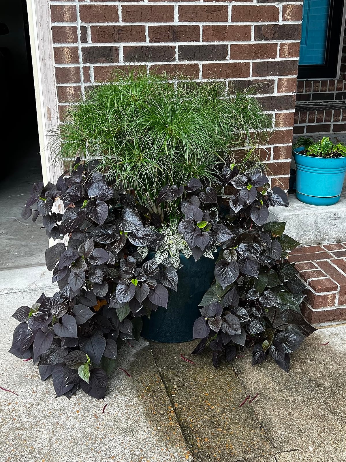 I Must Garden Deer Repellent: Powerful All-Natural Protection, 32oz Spice | Ready to Use Spray - Safe for Plants Pets & Pollinators - Pleasant Scent - Long-Lasting Control customer photo 1