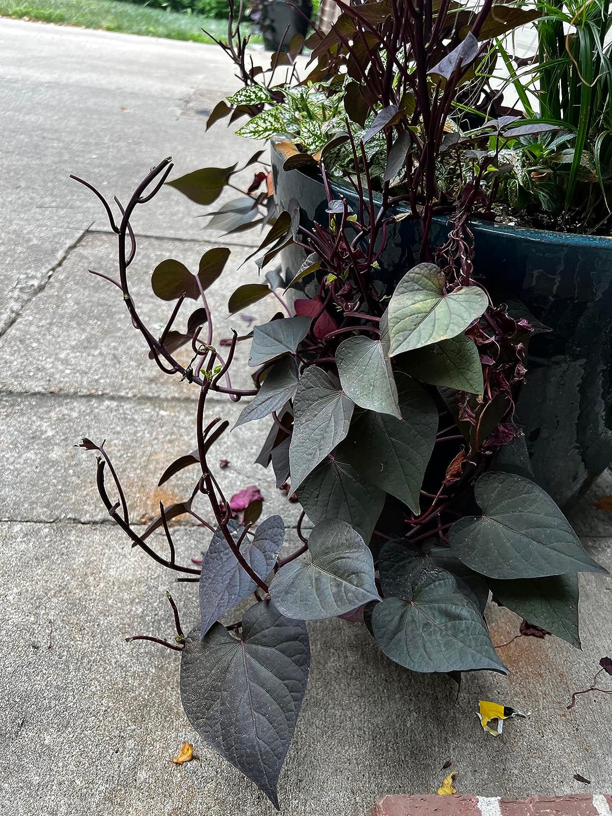 I Must Garden Deer Repellent: Powerful All-Natural Protection, 32oz Spice | Ready to Use Spray - Safe for Plants Pets & Pollinators - Pleasant Scent - Long-Lasting Control customer photo 2