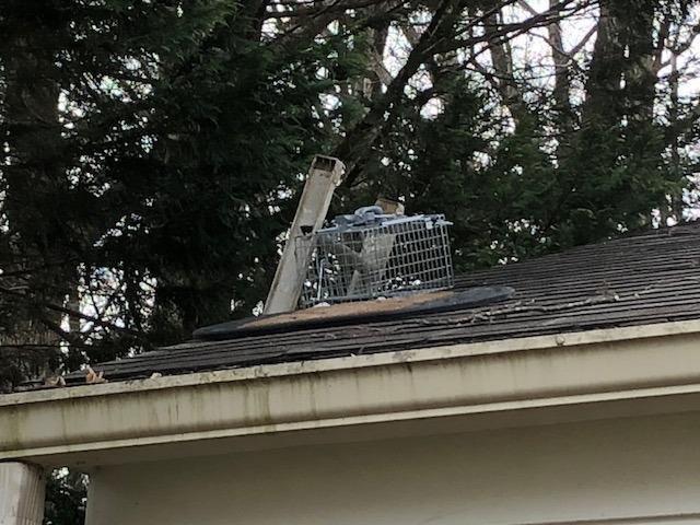 Havahart Easy-Set Catch and Release Small 1-Door Humane Live Animal Trap for Squirrels, Rabbits, Skunks, and Other Small Animals - 1083 customer photo 2