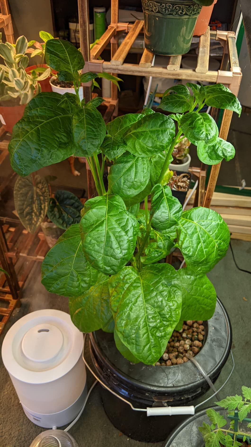 FoxFarm Grow Big Hydroponic Plant Food - 3-2-6 Liquid Plant Fertilizer for Lush Vegetative Growth in Hydroponic Systems - Liquid Concentrate with Earthworm Castings & Micronutrients - 1 Pint customer photo 2