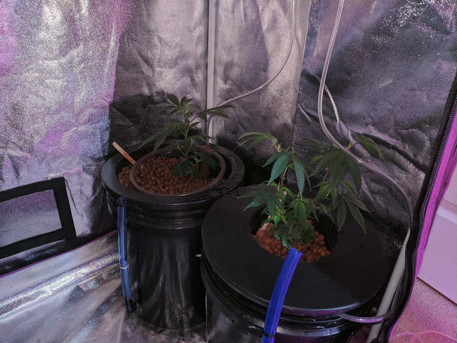 Deep Water Culture (DWC) Hydroponic Bubbler Bucket Kit by PowerGrow ® Systems (4) 5 Gallon - 6
