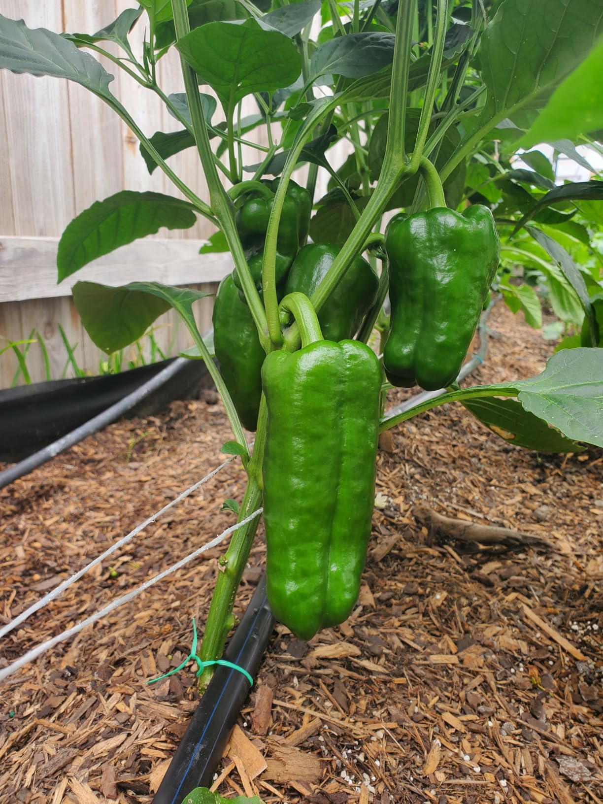 General Hydroponics MaxiGro Plant Food for Vigorous Growth, 2.2 lbs. customer photo 1