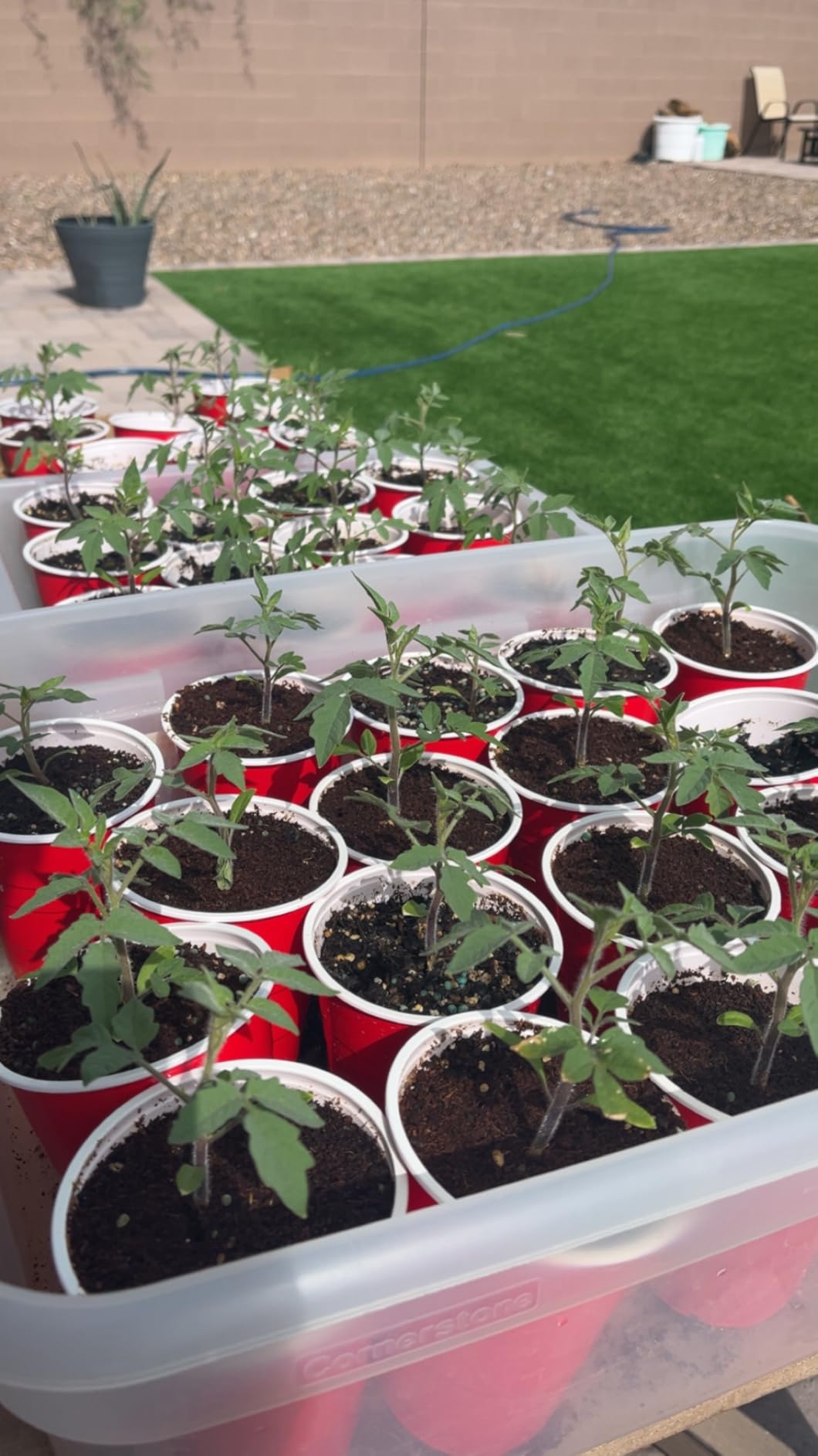 General Hydroponics MaxiGro Plant Food for Vigorous Growth, 2.2 lbs. customer photo 2