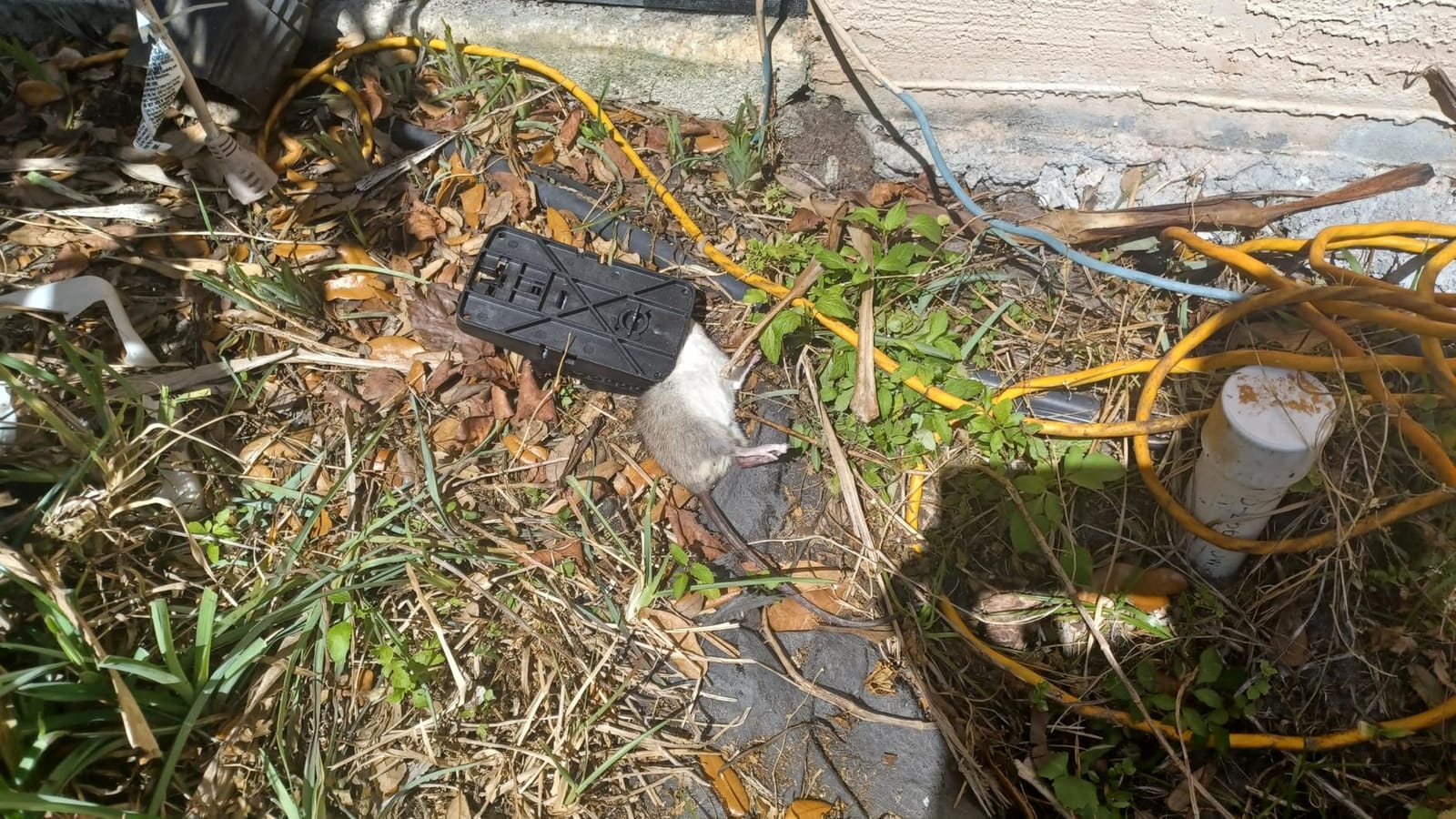 Tomcat Rat Snap Trap, 1 Rat Size Trap | Reusable - Effectively Kill Rats - Ideal for Home and Farm Use customer photo 1