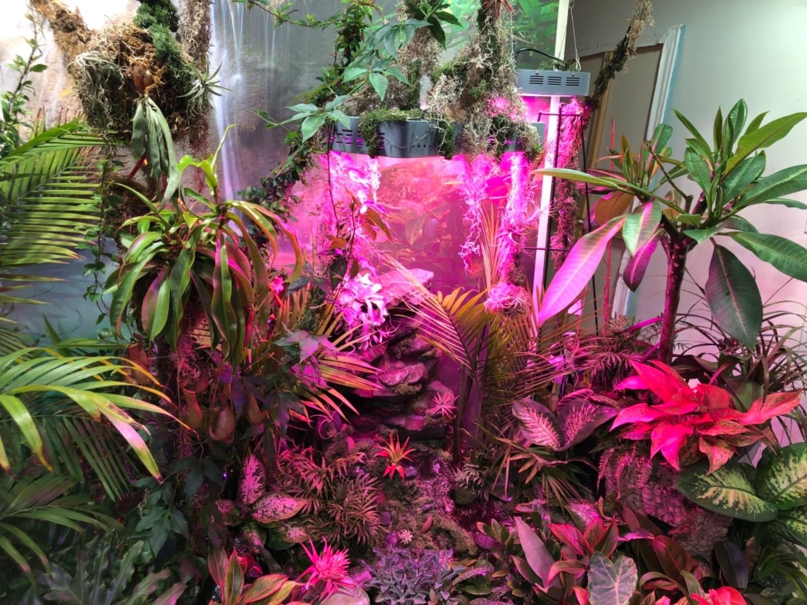 KingLED KP1000 Grow Light for Indoor Plants, Fits 2x2, 2x3 & 2x4 ft Tents customer photo 2
