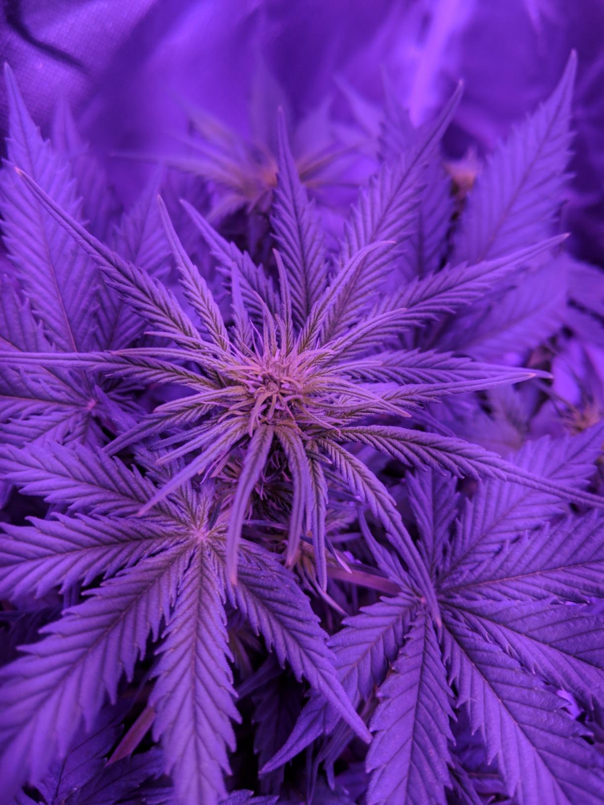 Upgrade Integrated Auto 2'X2' Grow Tent Kit Complete System, S1000 LED Grow Light, Grow Tent with 4“Ventilation Kit, Inline Fan&Carbon Filter, Irrigation Kit, Humidifier and Clip Fan customer photo 1