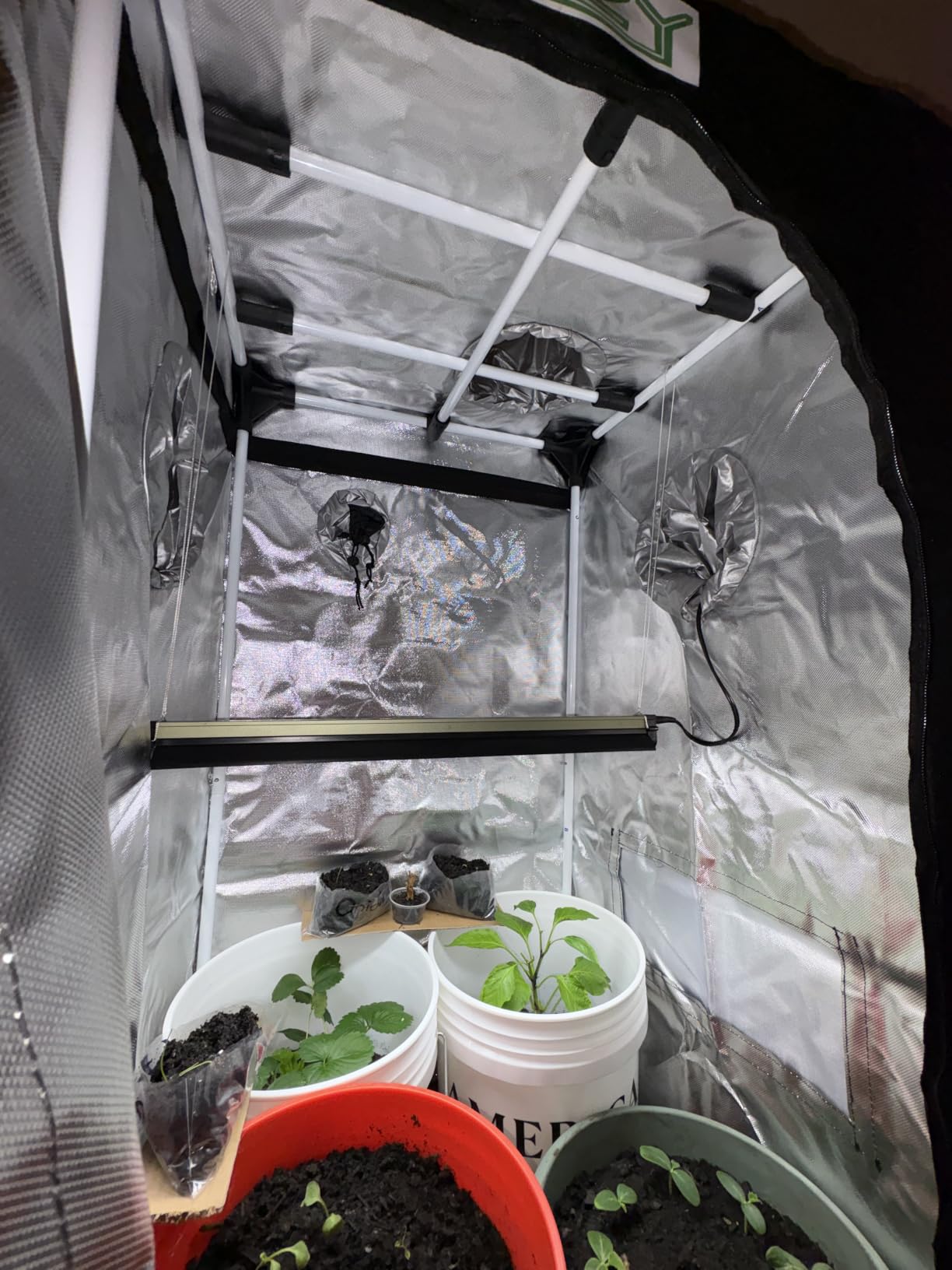 zazzy 4x4 Grow Tent, 48