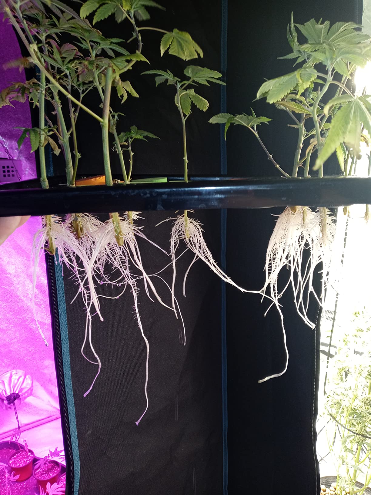 Psycloner Clone Machine, Hydroponics System, Cloner for Plant Cuttings, Propagation, 2 Gallon, Deep Water Culture, DWC (24 Site) customer photo 1