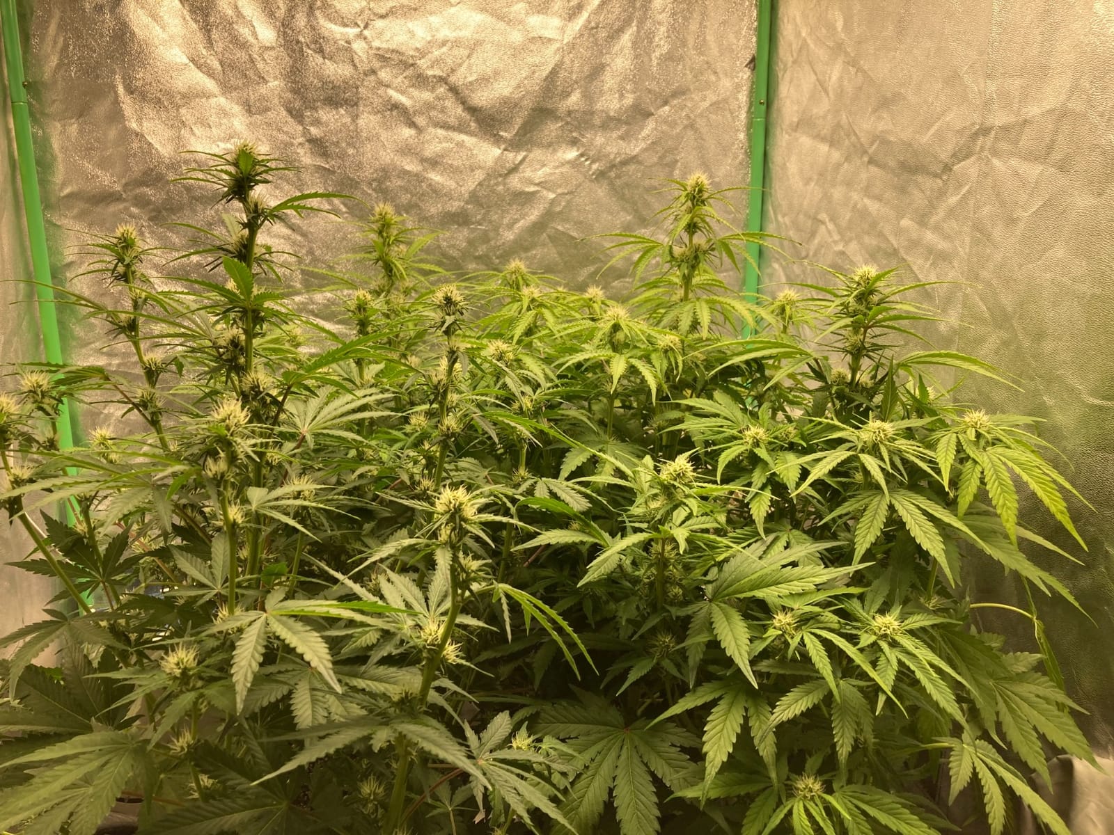 MARS HYDRO 100W TS600 2x2ft Dimmable LED Grow Lights for Indoor Plants customer photo 2