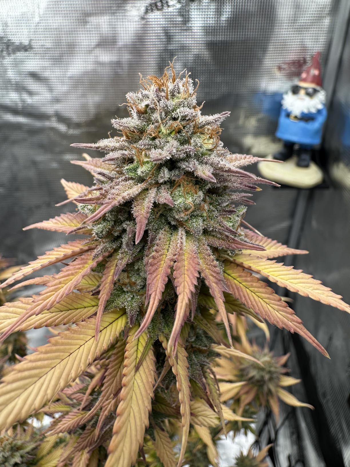 Spider Farmer 4x4 Grow Tent 48