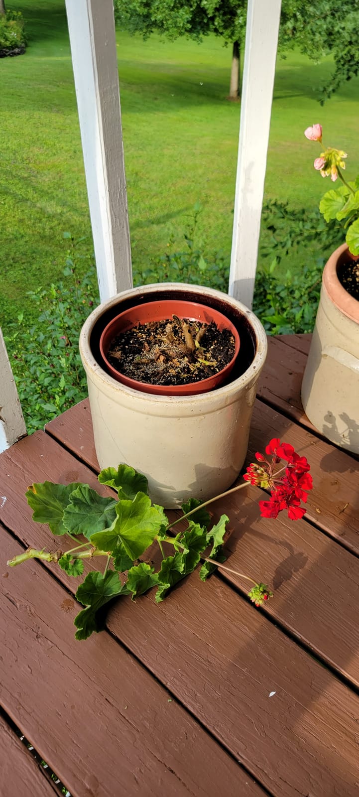 I Must Garden Squirrel Repellent: Stops Digging in Gardens/Pots/Beds - 3lb customer photo 1