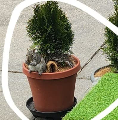I Must Garden Squirrel Repellent: Stops Digging in Gardens/Pots/Beds - 3lb customer photo 2