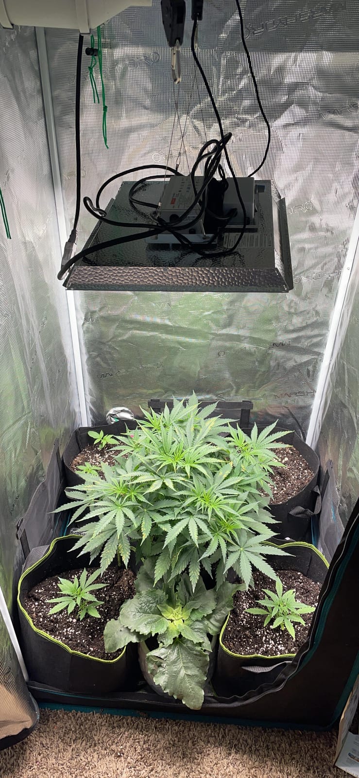 MARS HYDRO 3x3 Smart Grow Tent Kit with TS1000 with iControl Controller customer photo 2