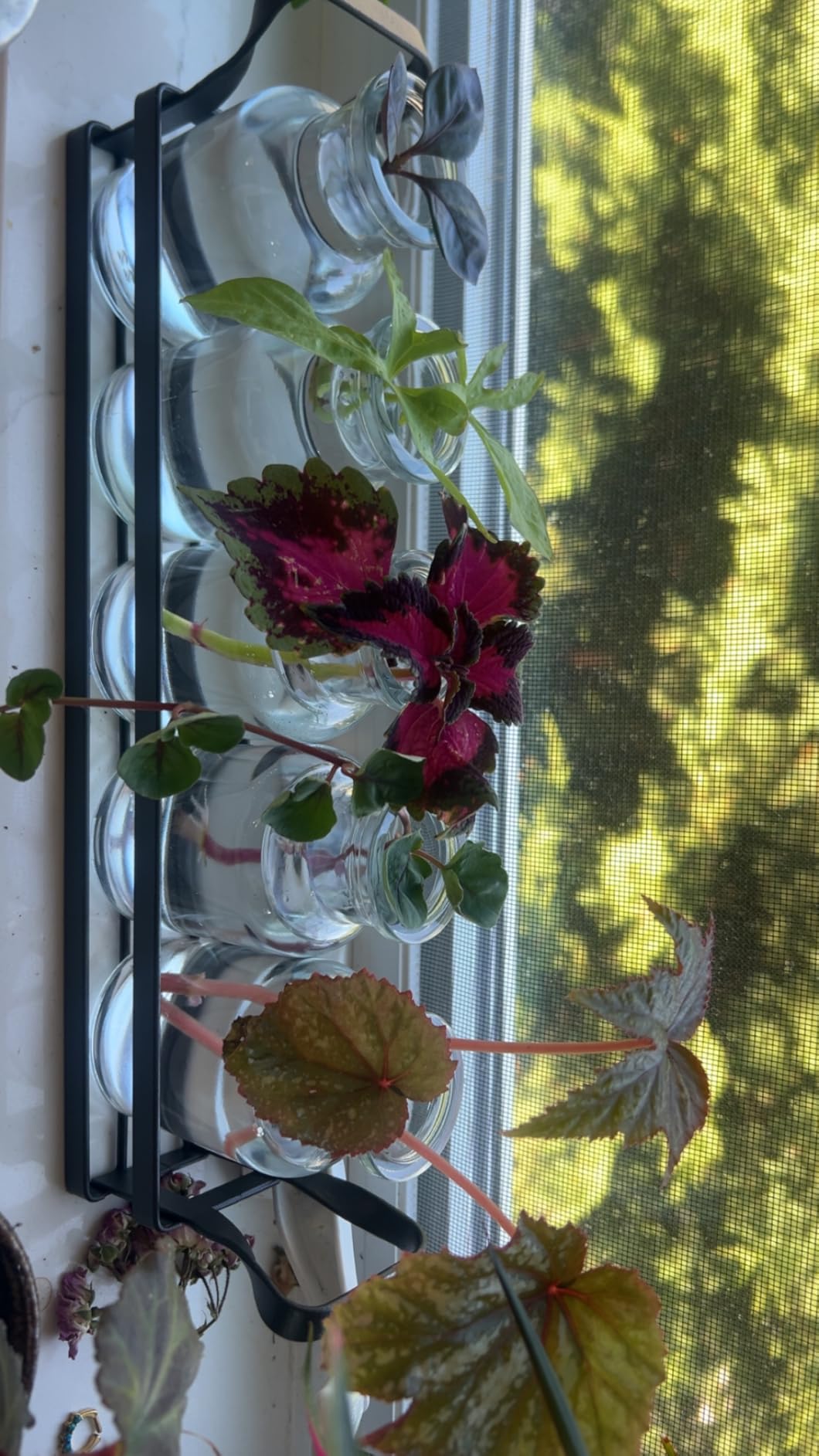 Mkono Propagation Stations, 5 Jars Desktop Glass Plant Terrarium with Stand customer photo 1