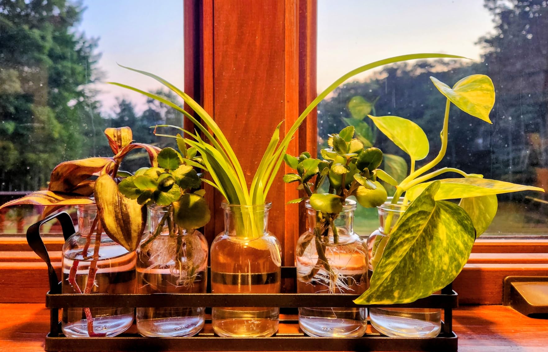 Mkono Propagation Stations, 5 Jars Desktop Glass Plant Terrarium with Stand customer photo 2