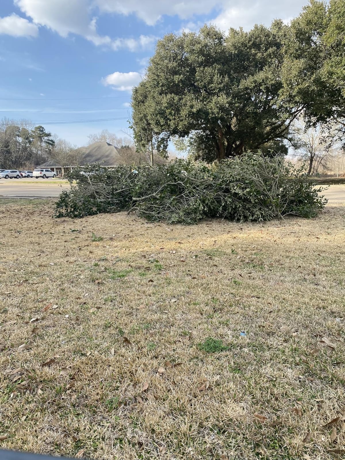 CRAFTSMAN Mini Chainsaw, 10 inch Mini Chainsaw Cordless, Electric Chain Saw, V20 Battery and Charger Included, Handheld Tree Trimmer Wood Cutter (CMCCS610D1) customer photo 1