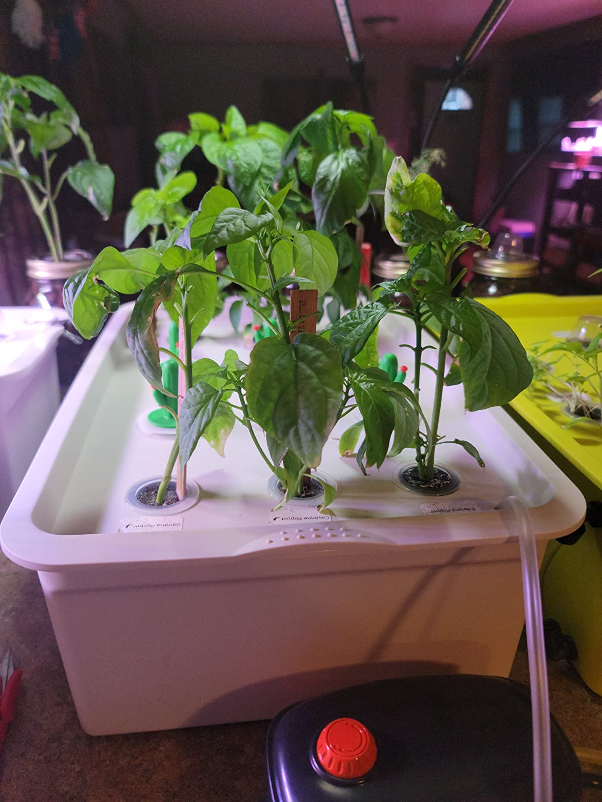 NATGAI Hydroponic System Growing Kit with Air Pump 12 Holes Soilless customer photo 1