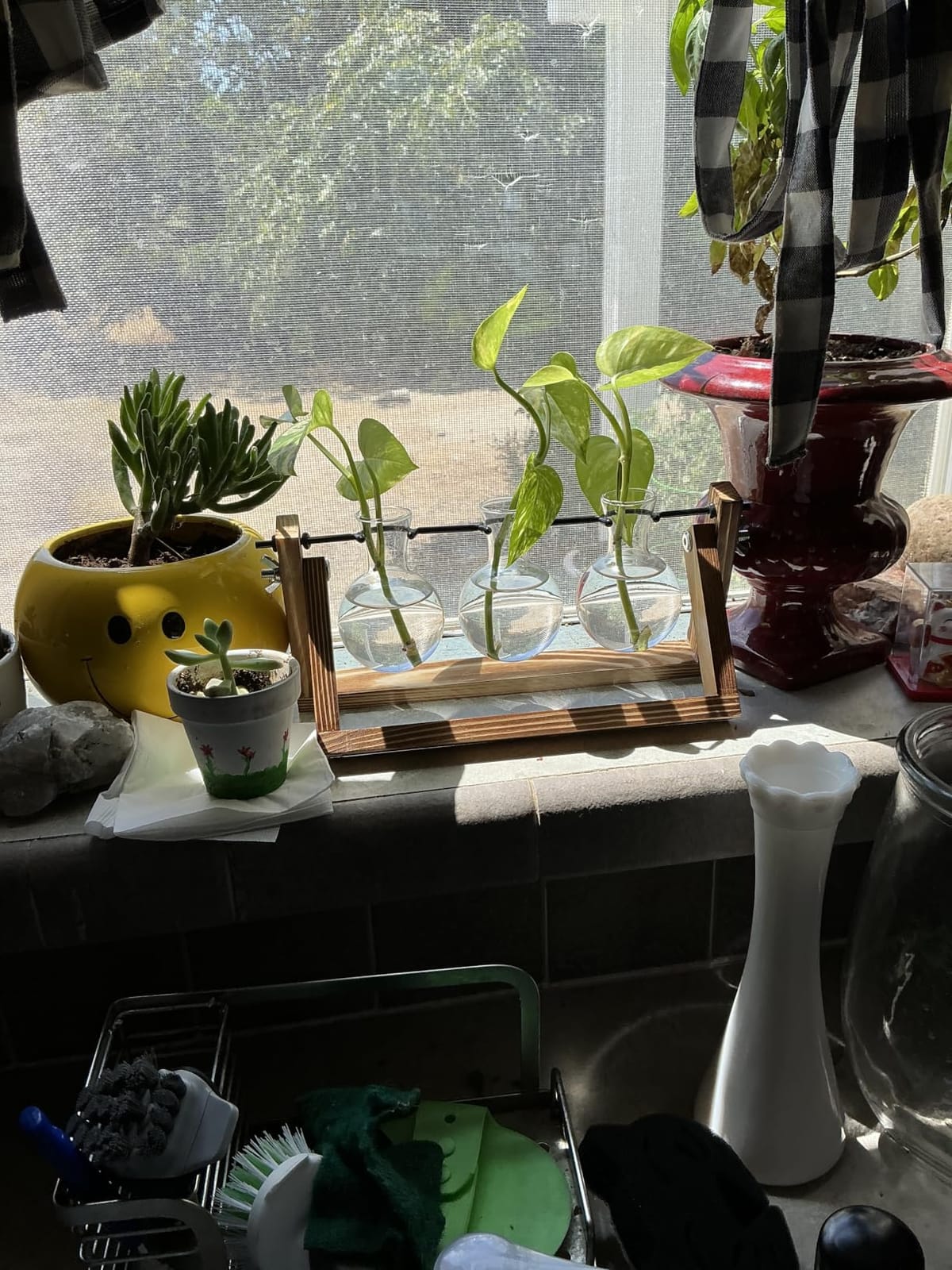 Renmxj Plant Propagation Station, Plant Terrarium with Wooden Stand customer photo 1