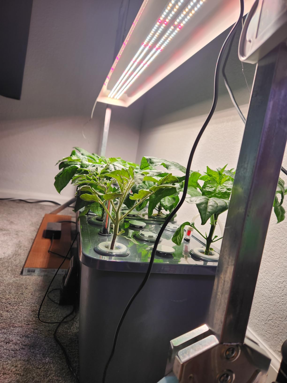 4 Hydroponic Buckets Kit for Plants, Hydroponics Growing System for Herbs/Tomato/Vegetables, DWC System with Air Pump & Germination Tray (Complete Indoor Hydroponic Gardening Supplies) customer photo 2