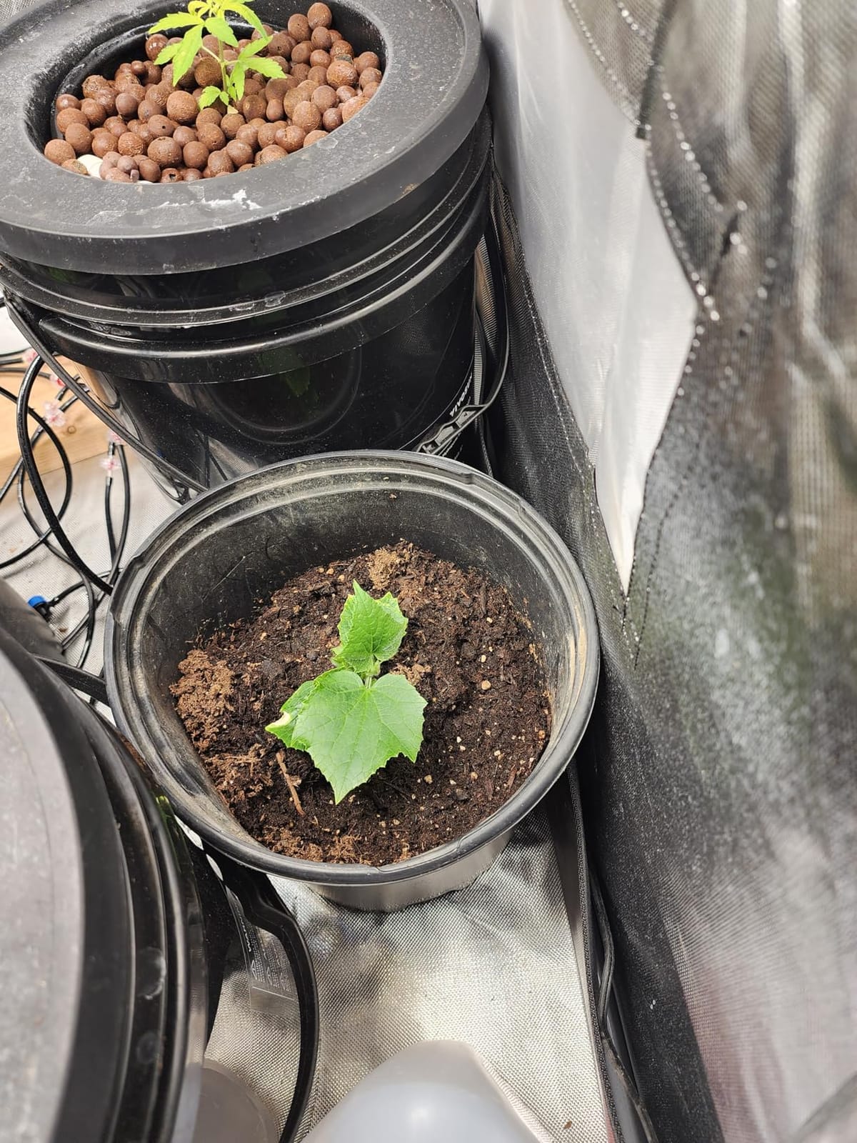 VIVOSUN DWC Hydroponics Grow System with Top Drip Kit 8 Buckets customer photo 1