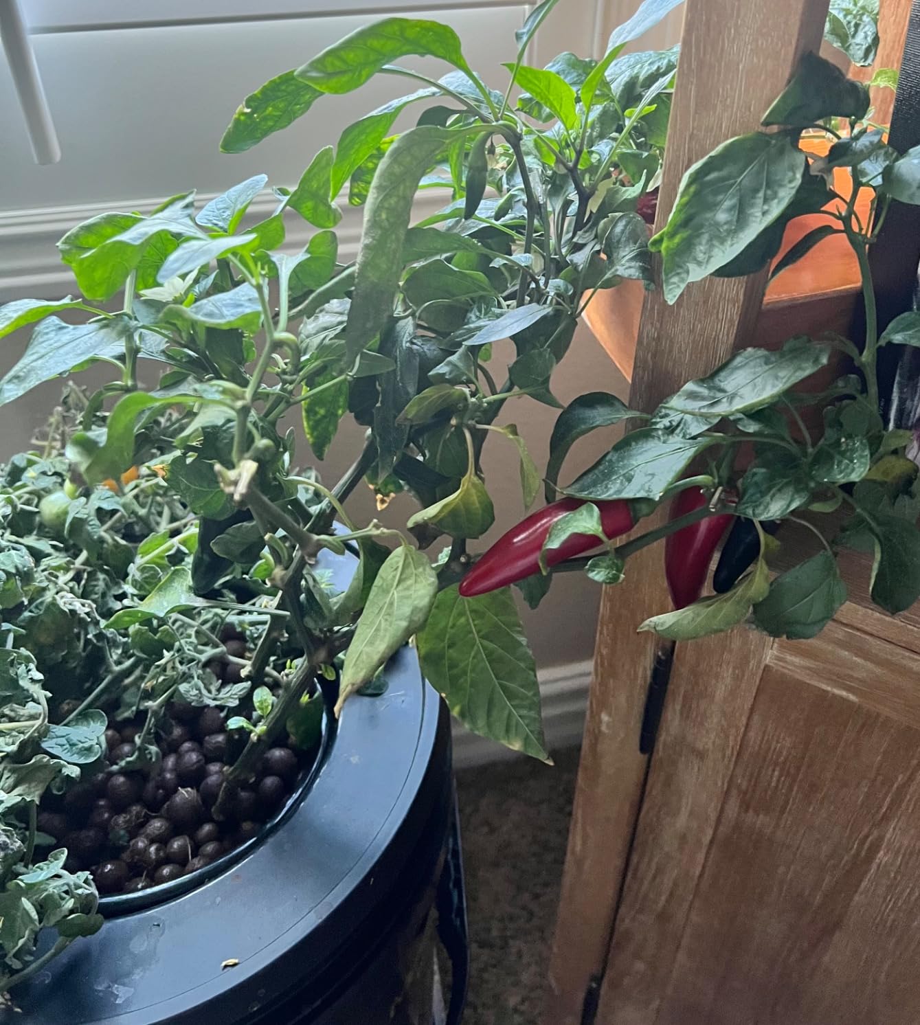 VIVOSUN DWC Hydroponics Grow System with Top Drip Kit 8 Buckets customer photo 2
