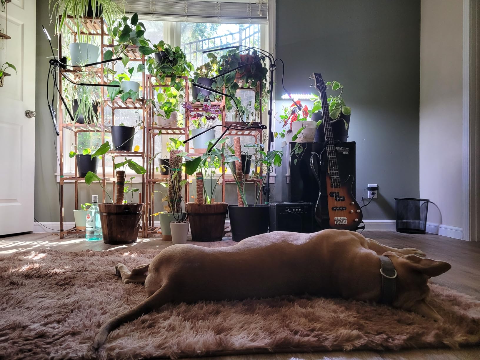 Plant Propagation Station, Plants Propagation Tubes customer photo 1