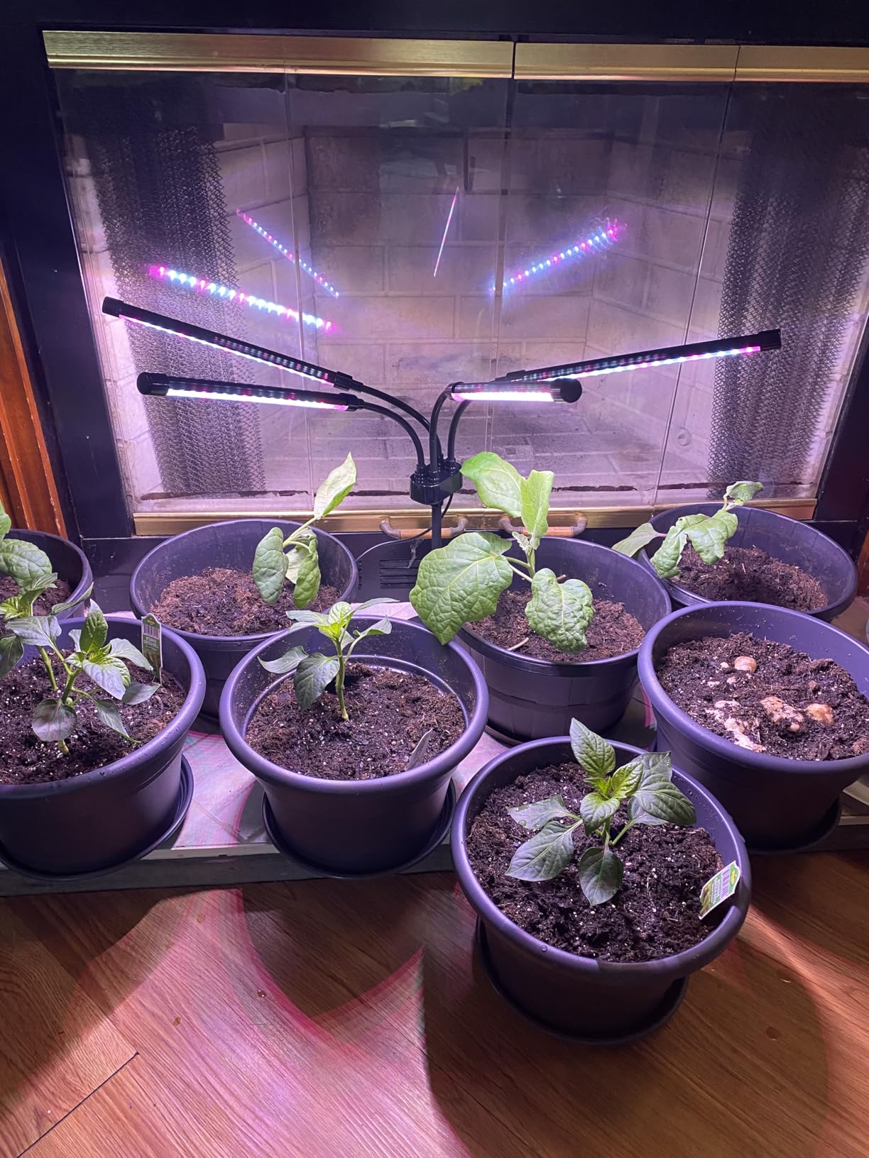 SYEIORAOM Grow Lights for Indoor Plants, Four Head LED Grow Light with Full Spectrum, Red White Spectrum for Indoor Plant Lamp, Adjustable Gooseneck, Suitable for Vegetation customer photo 1