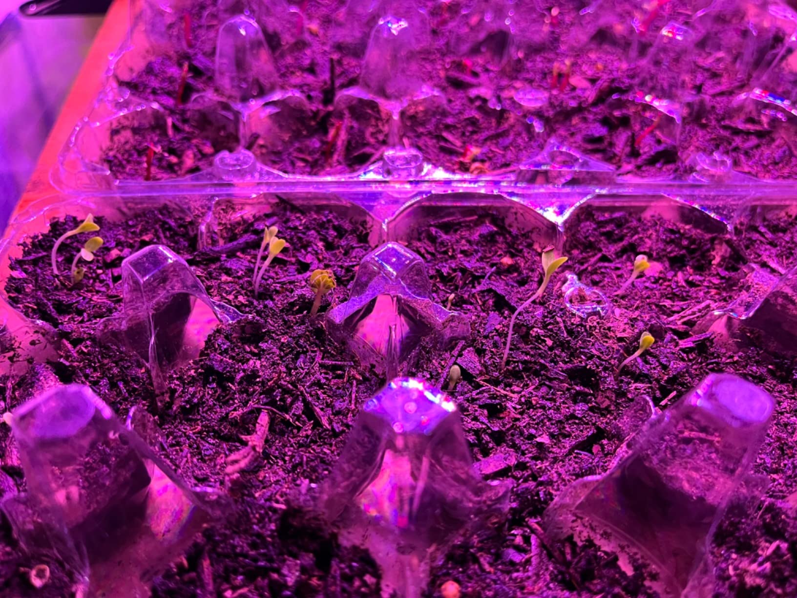 Shyineyou Grow Lights for Indoor Plants Full Spectrum, 80 LEDs Plant Lights for Indoor Growing with 3/9/12H Timer, 3 Color Modes & 9 Brightness, 4 Heads Clip-On Plant Grow Light customer photo 2