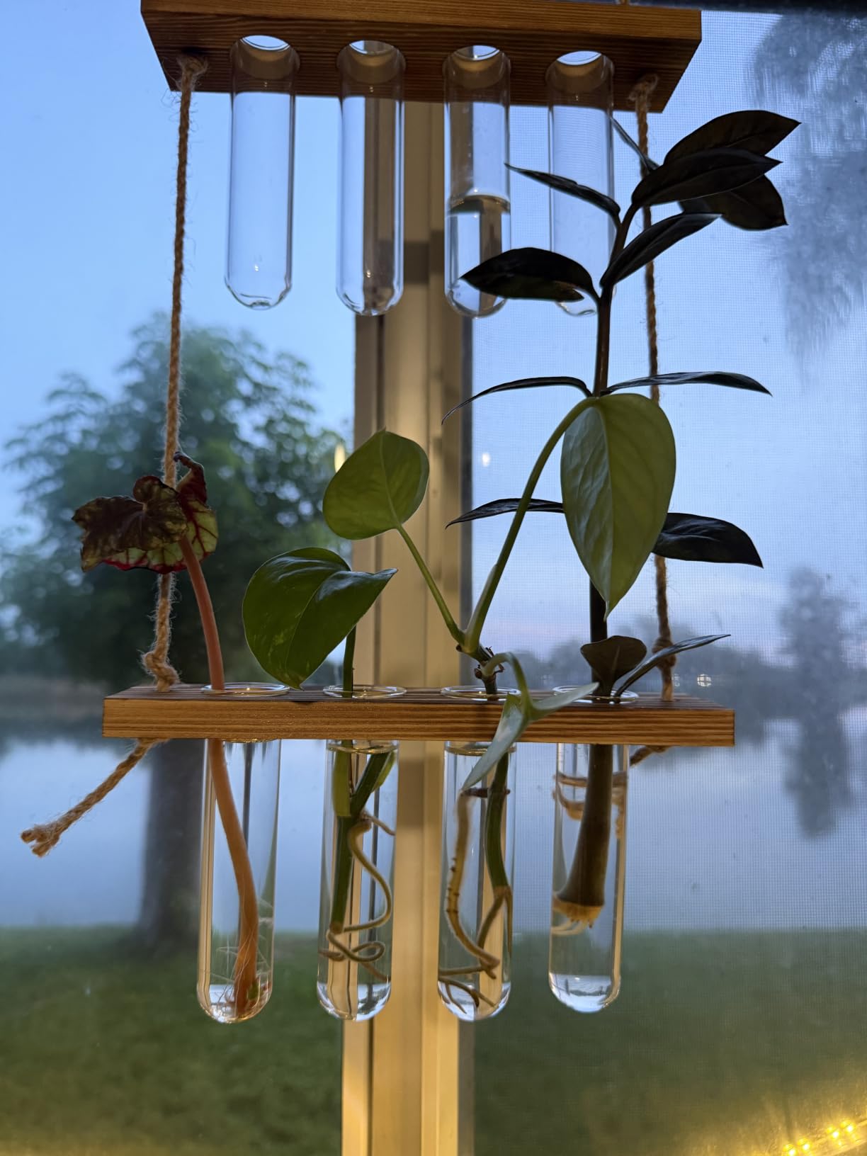 Hyindoor Wall Hanging Planter Terrarium 2 Tired Test Tube Vase Glass Planter Plant Propagation Station Plant Hangers of Rope with Wooden Stand and 8 Tubes for Hydroponic Plant Cutting customer photo 1