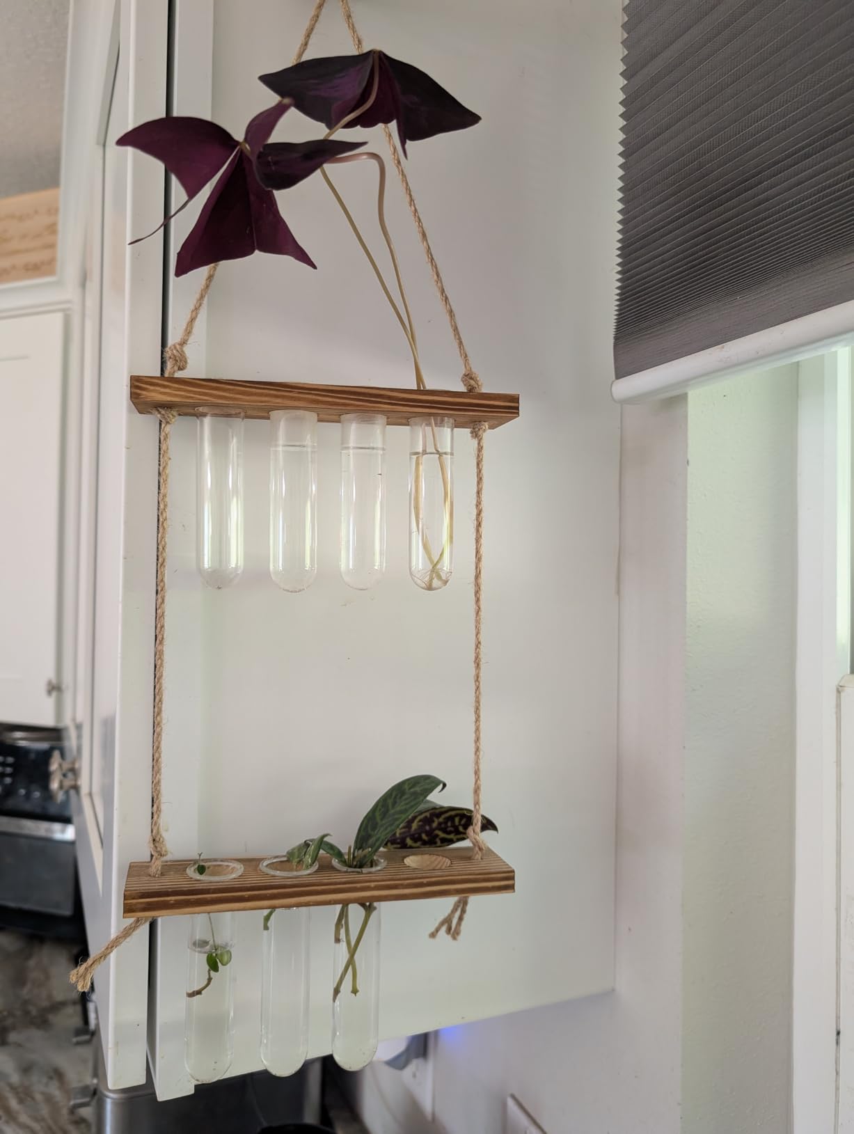 Hyindoor Wall Hanging Planter Terrarium 2 Tired Test Tube Vase Glass Planter Plant Propagation Station Plant Hangers of Rope with Wooden Stand and 8 Tubes for Hydroponic Plant Cutting customer photo 2