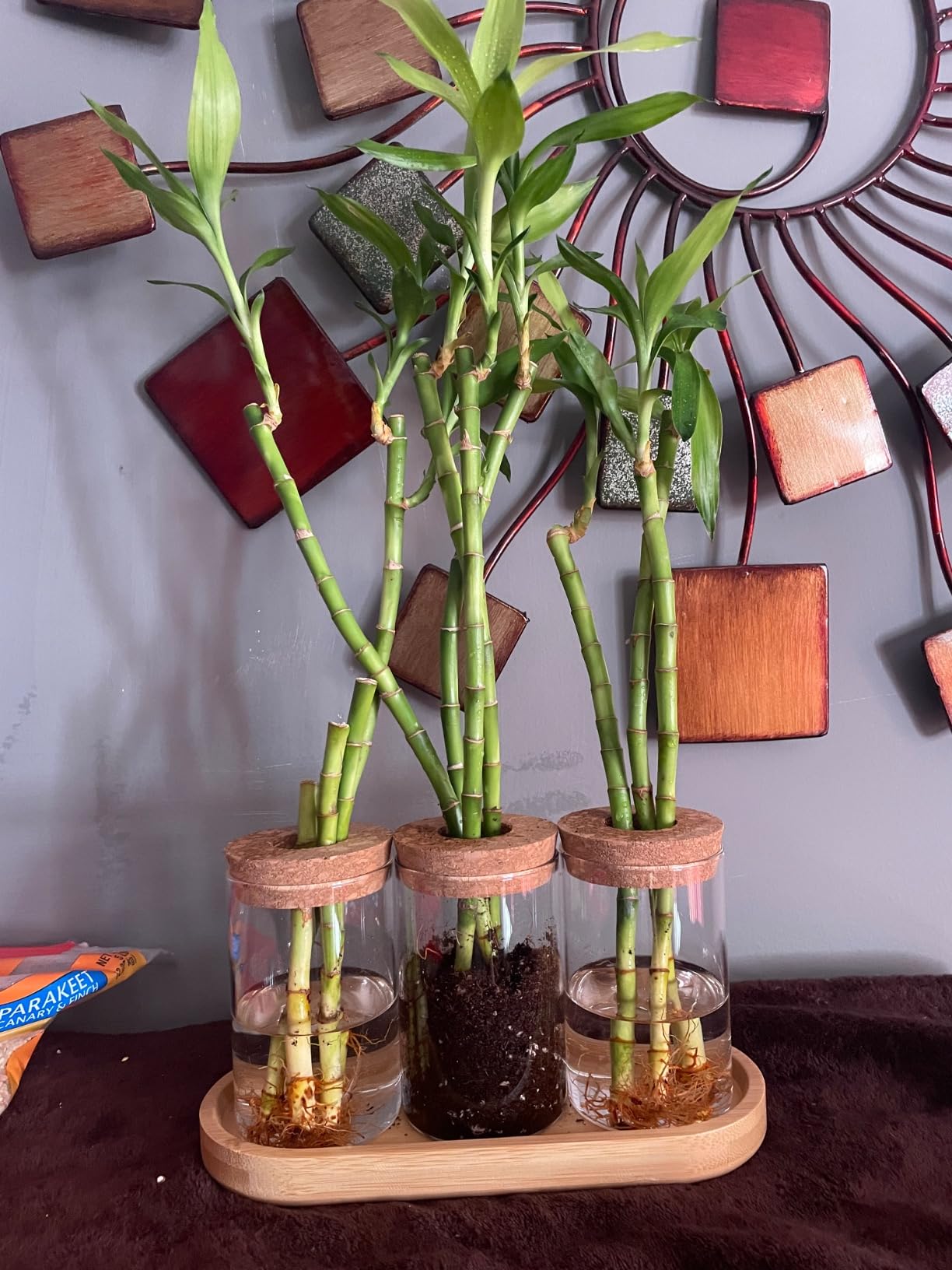 Dahey Plant Propagation Stations, 3 Pcs Glass Vases with Wooden Stand & Lid customer photo 1
