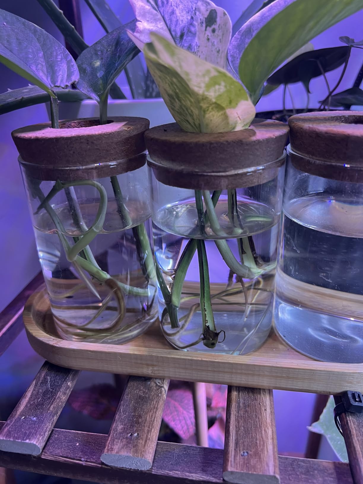 Dahey Plant Propagation Stations, 3 Pcs Glass Vases with Wooden Stand & Lid customer photo 2