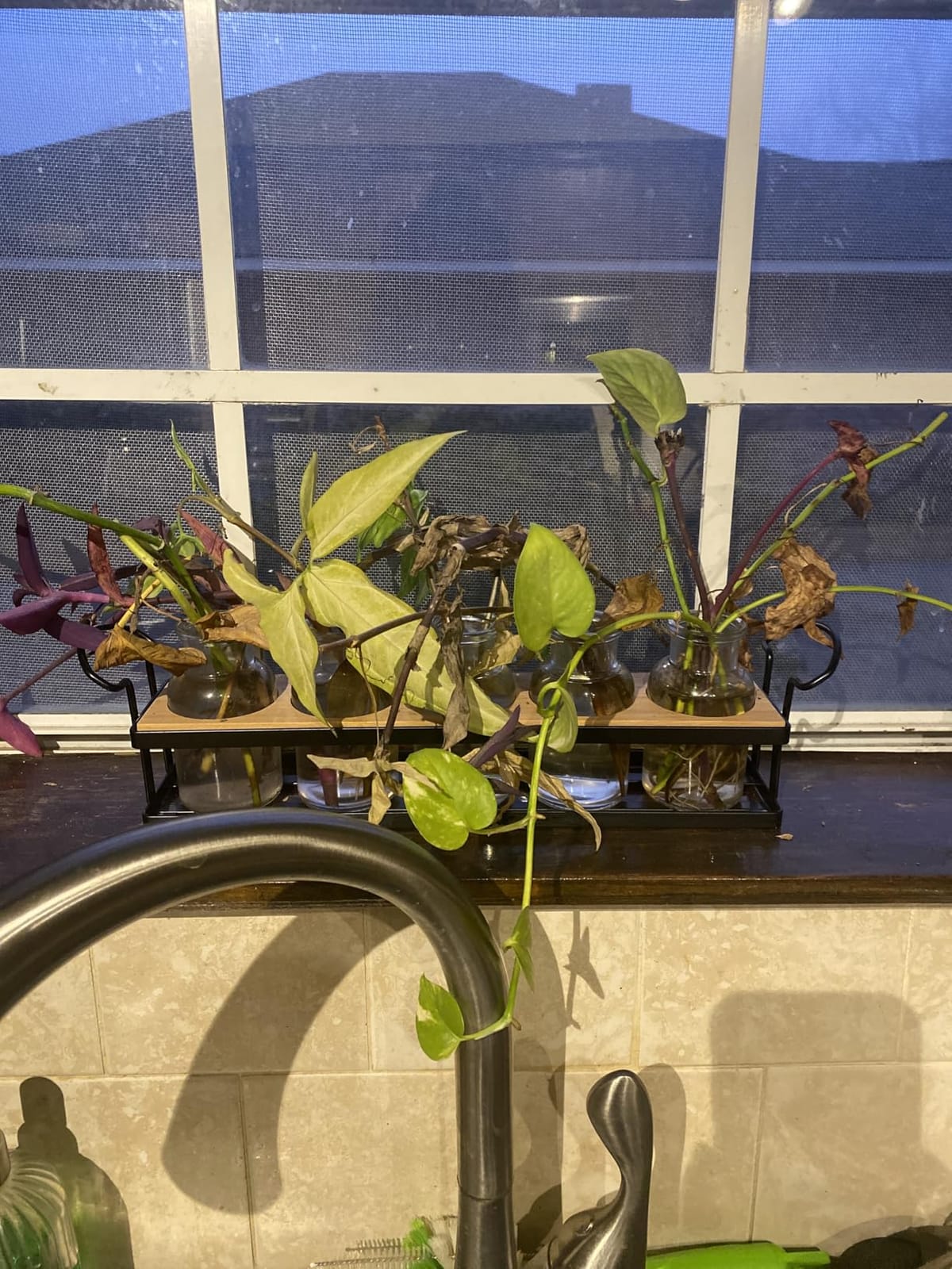 Plant Propagation Station with 5 Glass Jars, Retro Hydroponic Planter Vase customer photo 2