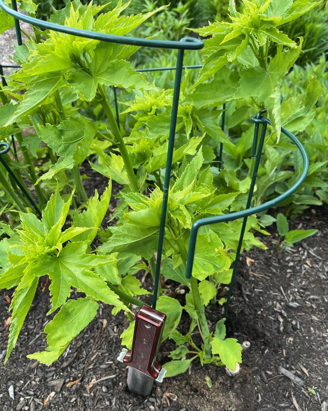 Gardening Hori Hori Garden Knife - Gardening Knife,Soil Kniver, Serrated Side Weeding,Digging,Garden Knives With Sheath,Full Tang Hori Hori customer photo 2