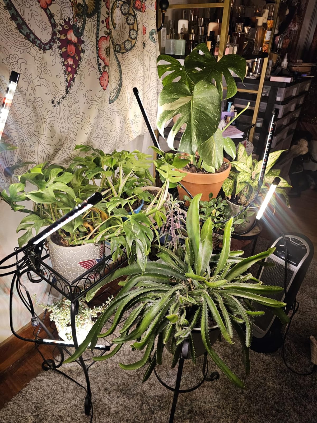 Grow Lights for Indoor Plants, Full Spectrum Tri-Head Clip Plant Lights customer photo 1