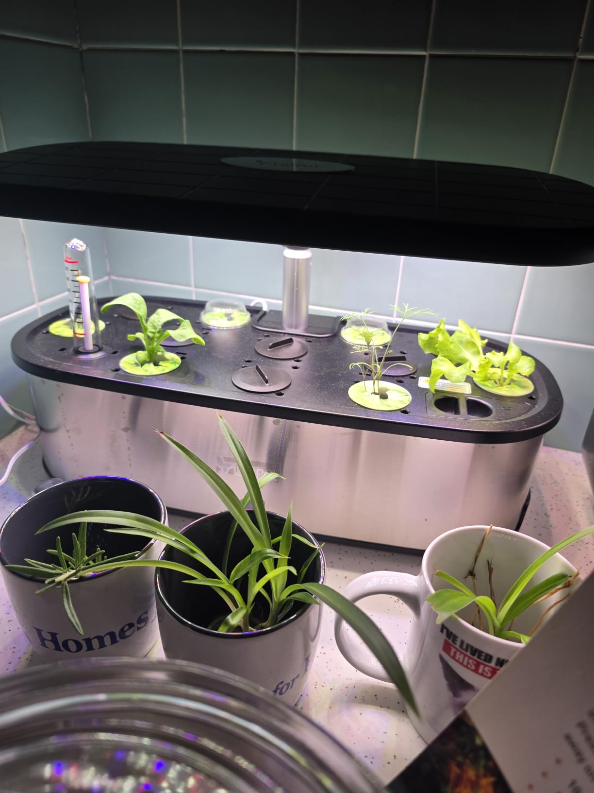 LETPOT LPH-SE Hydroponics Growing System, 12 Pods Smart Herb Garden Kit Indoor, Indoor Garden, APP & WiFi Controlled, with 24W Growing LED, 5.5L Water Tank, Pump System, Automatic Timer customer photo 1