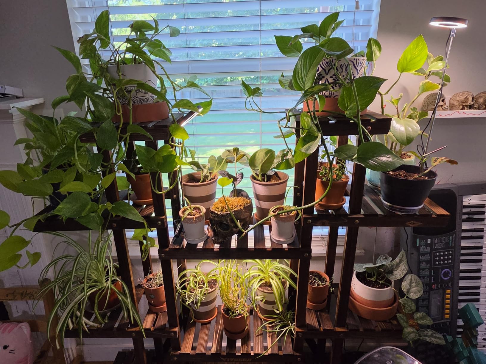 Aokrean Grow Lights for Indoor Plants, Full Spectrum Plant Light with Base customer photo 2