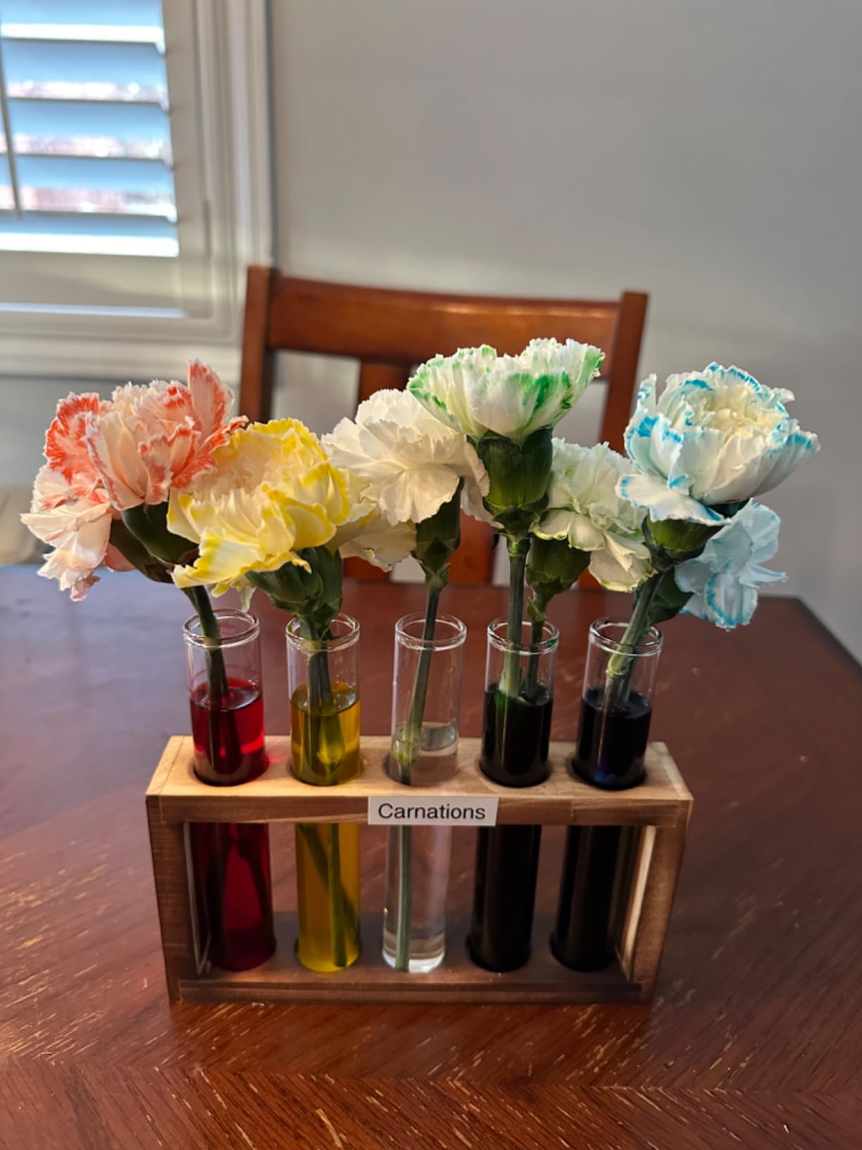 Tigvio Desktop Glass Plant Propagation Station (5 Tubes) customer photo 1