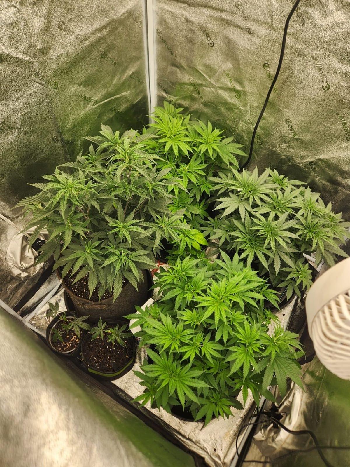 MARS HYDRO 6'' Oscillating Clip-On Grow Tent Fan, 10 Wind Speeds, EC Motor customer photo 1