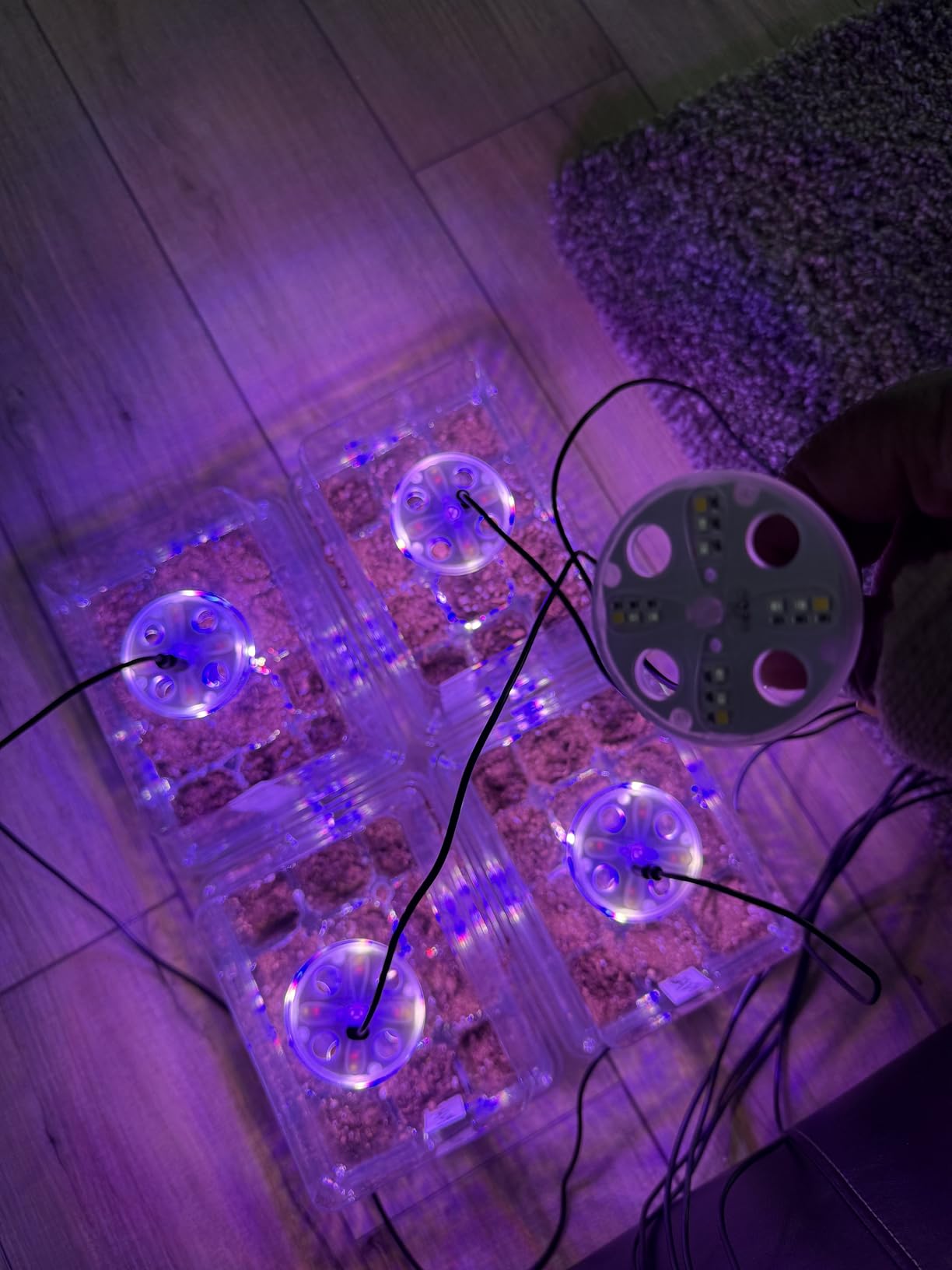 Bonviee Seed Starter Trays with 12-LED Grow Lights, Clear, 5 Pack customer photo 2