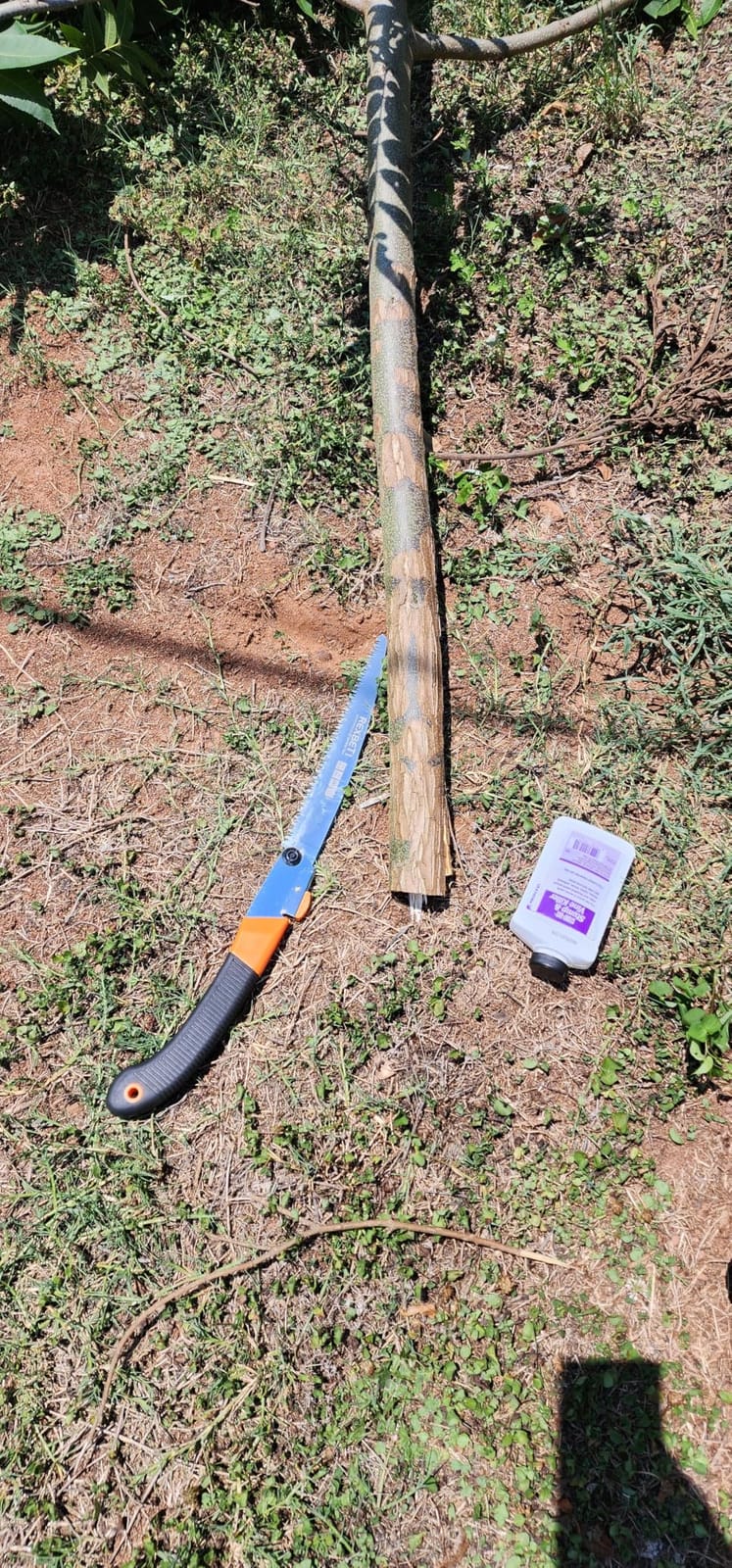 REXBETI 14-Inch Folding Pruning Saw, Extra Long Hand Saw for Tree Trimming customer photo 2