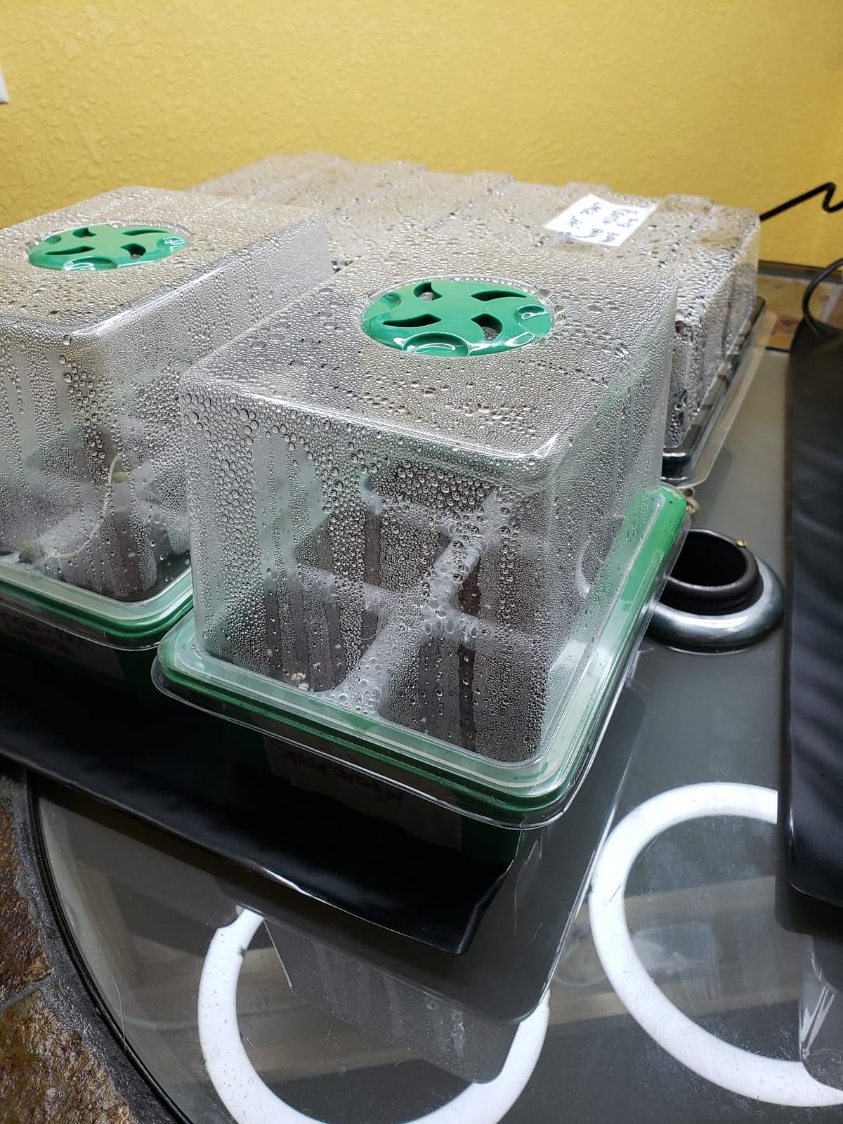 LOCONHA Seedling Heat Mat for Seed Starting, 10