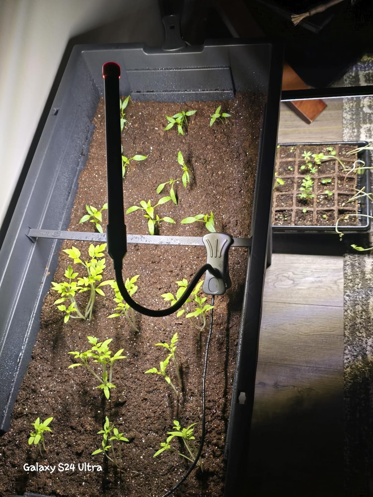 Game Changer! FECiDA 2026 2Pack Clip on Grow Lights for Single Pot Plant customer photo 2