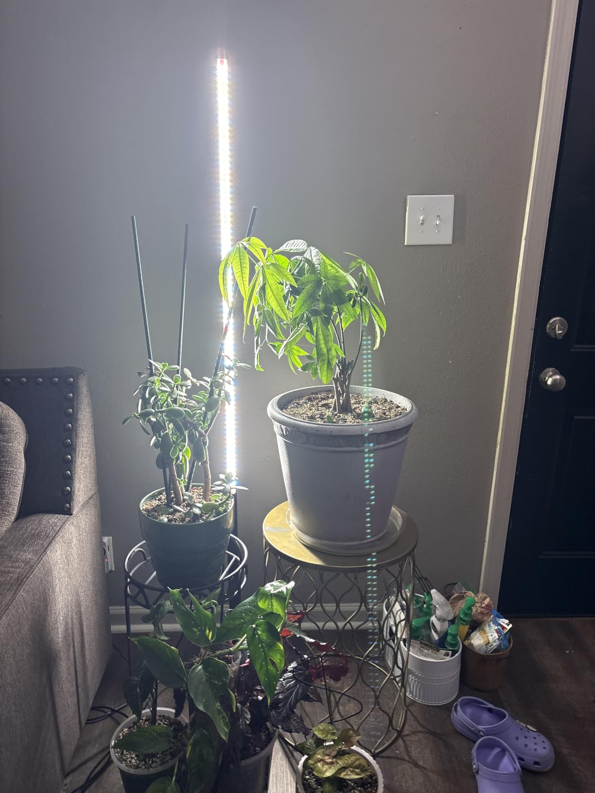 Barrina T10 Pro Vertical Grow Light, 42W, Full Spectrum, 4FT to 5.6FT customer photo 1