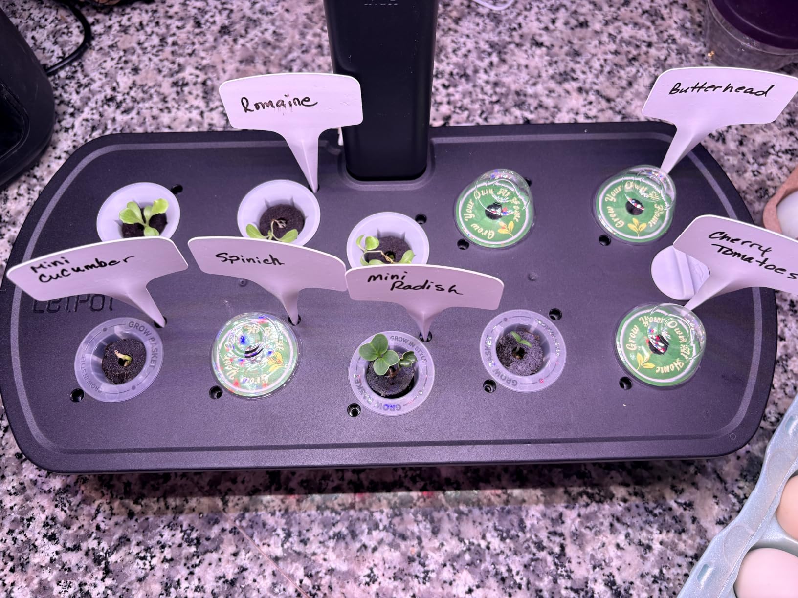 LetPot LPH-Air Hydroponics Growing System Kits, APP & WiFi Controlled Smart Indoor Garden with Adjustable 24W Grow Light Full Spectrum, 10 Pods Planter Indoor Gardening for Gifts, Kitchen, Vegetable customer photo 2