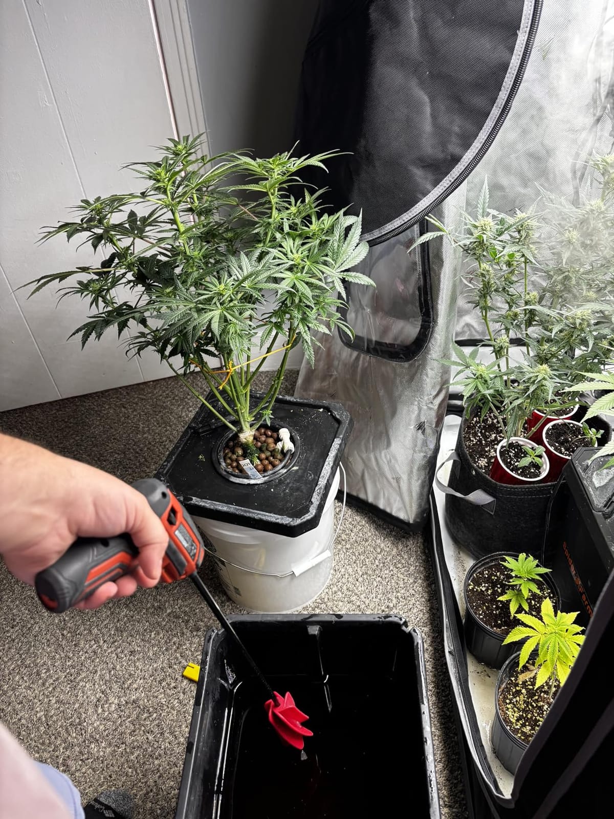 Spider Farmer DWC Hydroponics Growing System Kit 2 Buckets for Indoor Plant customer photo 2